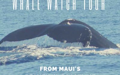Whale Watch Tour from Maui’s Beautiful Coastline
