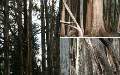 Maui Sightseeing Series – Hosmer’s Grove