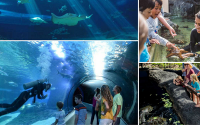 Visiting the Maui Ocean Center