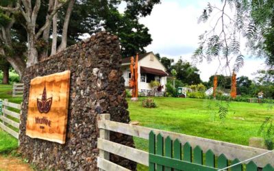 Maui Sightseeing Series – MauiWine in Ulupalakua