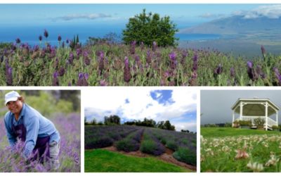 Alii Kula Lavender Experience