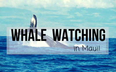 Best Whale Watching in Maui! Top Tips for the Winter Season